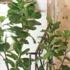 Clearance The Jolly Christmas Shop Raz 54" Potted Fiddle Leaf Fig Artificial Tree Decoration 3902097