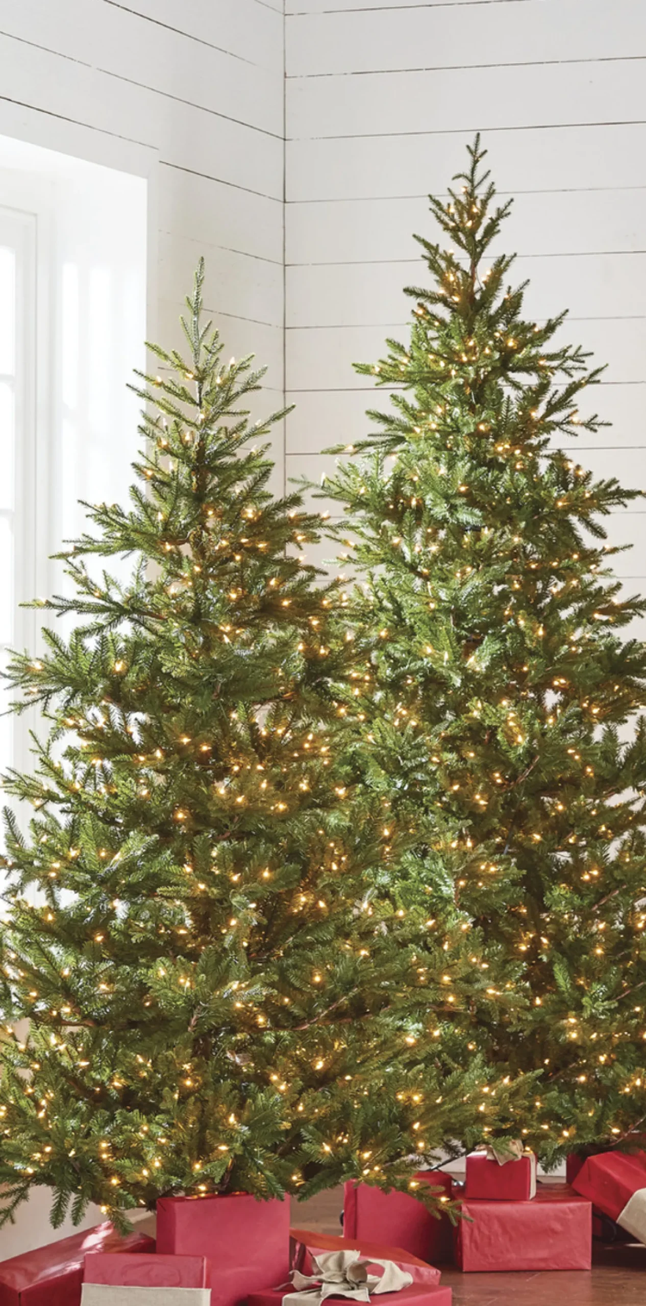 Best The Jolly Christmas Shop Raz 7.5' Pre-lit Green Mountain Fraser Fir Christmas Tree T4147025
